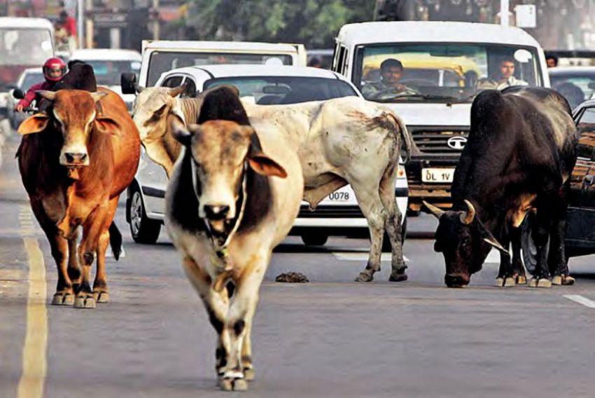 छाडा चौपायाका लागि ठूलो चुनौती बन्दै