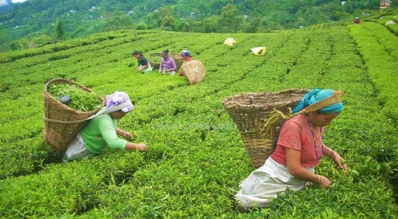 चिया, अलैँची र अदुवाको निर्यातमा गिरावट