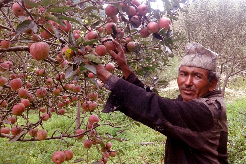 जुम्लाको स्याउले उचित मूल्य नपाएको गुनासो