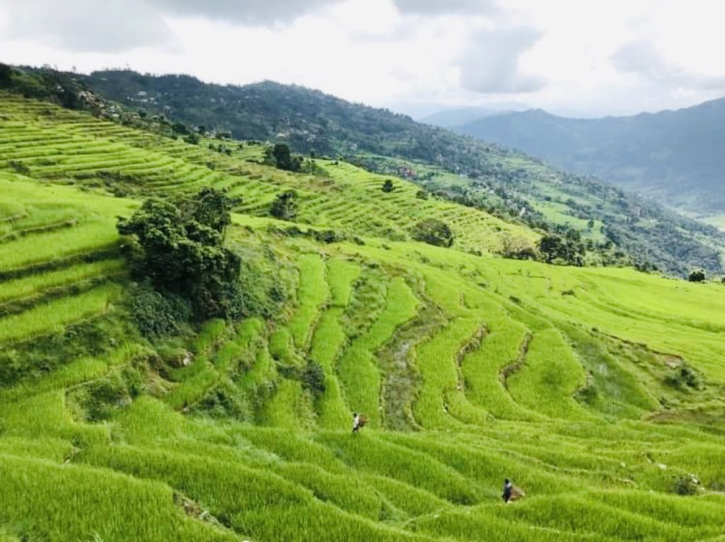 कहिले निको होला बारेकोटको घाउ ?