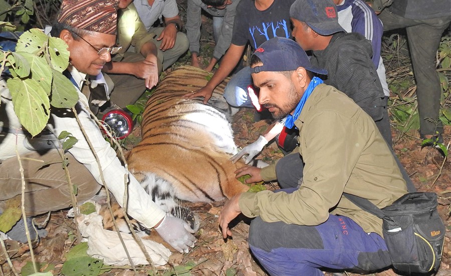 बर्दियामा नियन्त्रणमा  लिएको नरभक्षी बाघलाई सदर चिडियाखाना