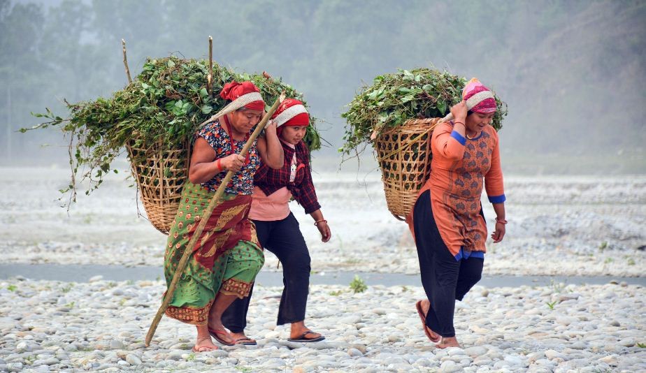 डोकोमा घाँस लिएर फर्किदै