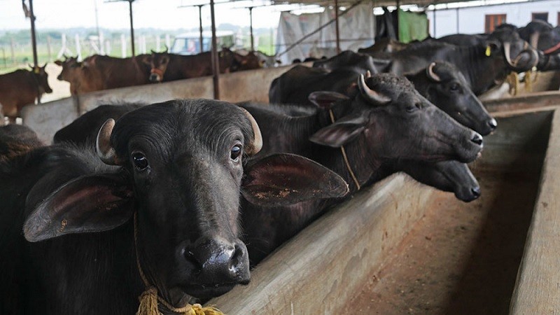 व्यावसायिक पशुपालनमा लाग्न प्रेरणाका स्रोत बने नराल दाजुभाइ