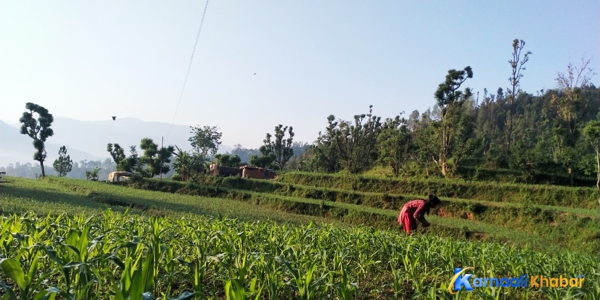 दैलेखका किसान मकैबाली गोडमेलमा व्यस्त