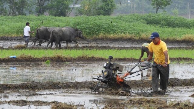 कोरोना बिर्साउँदै धान रोपाइँको चटारो