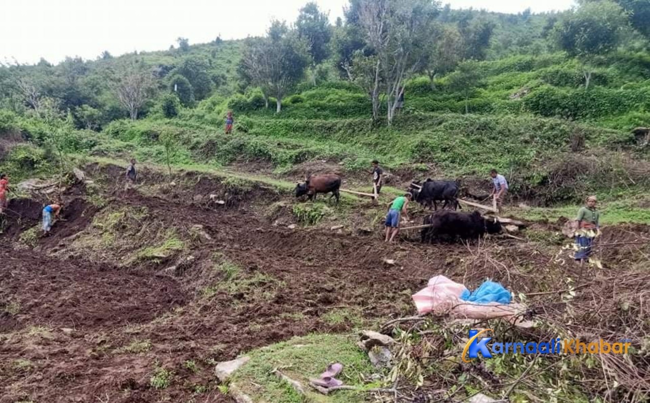 सामूहिक आलु खेतीमा दैलेखका किसान