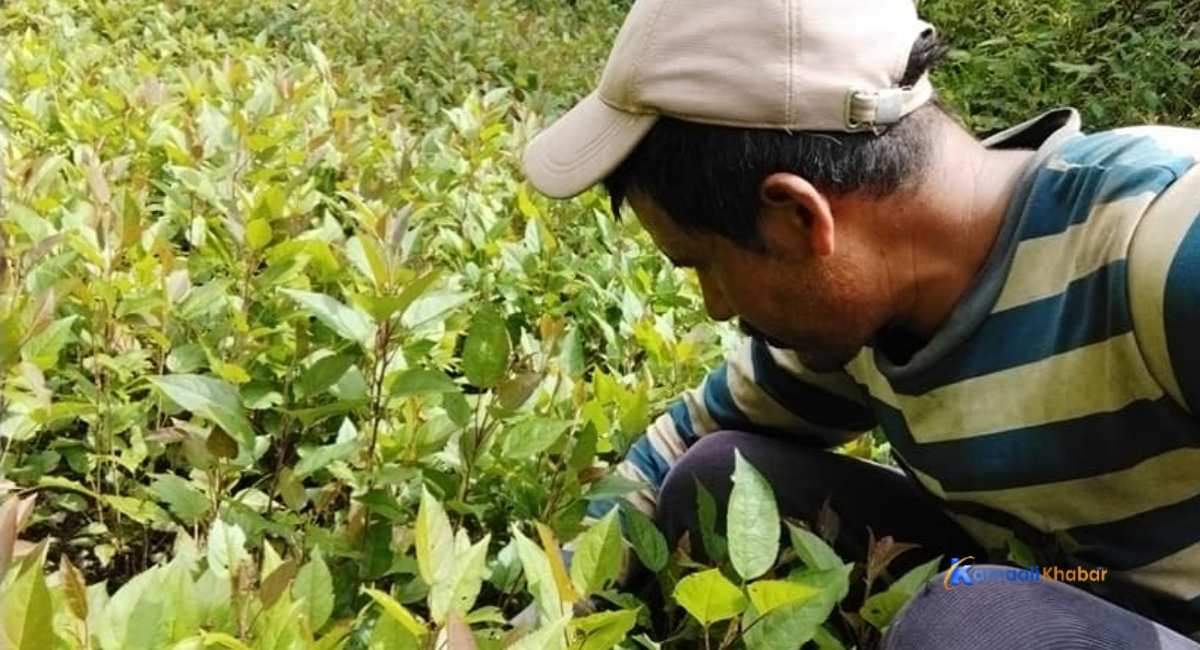  एउटै नर्सरीबाट ३० हजार इडिमेलका बिरुवा उत्पादन