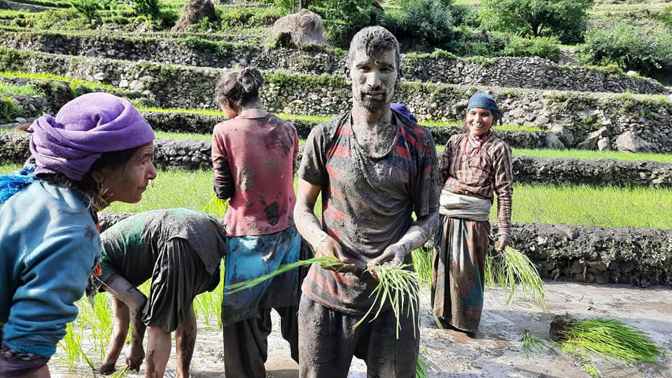 हुम्लामा ९० प्रतिशत रोपाइँ सम्पन्न 