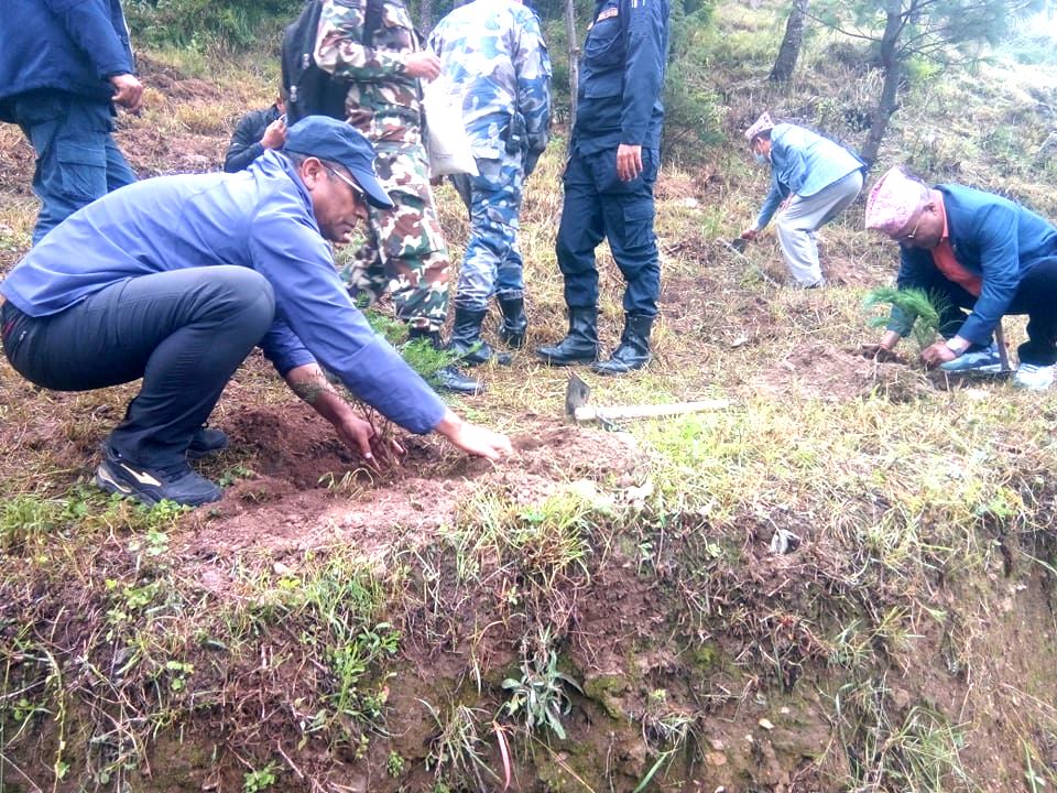 बराहदल गुल्म रानिवनद्धारा वृक्षारोपण 