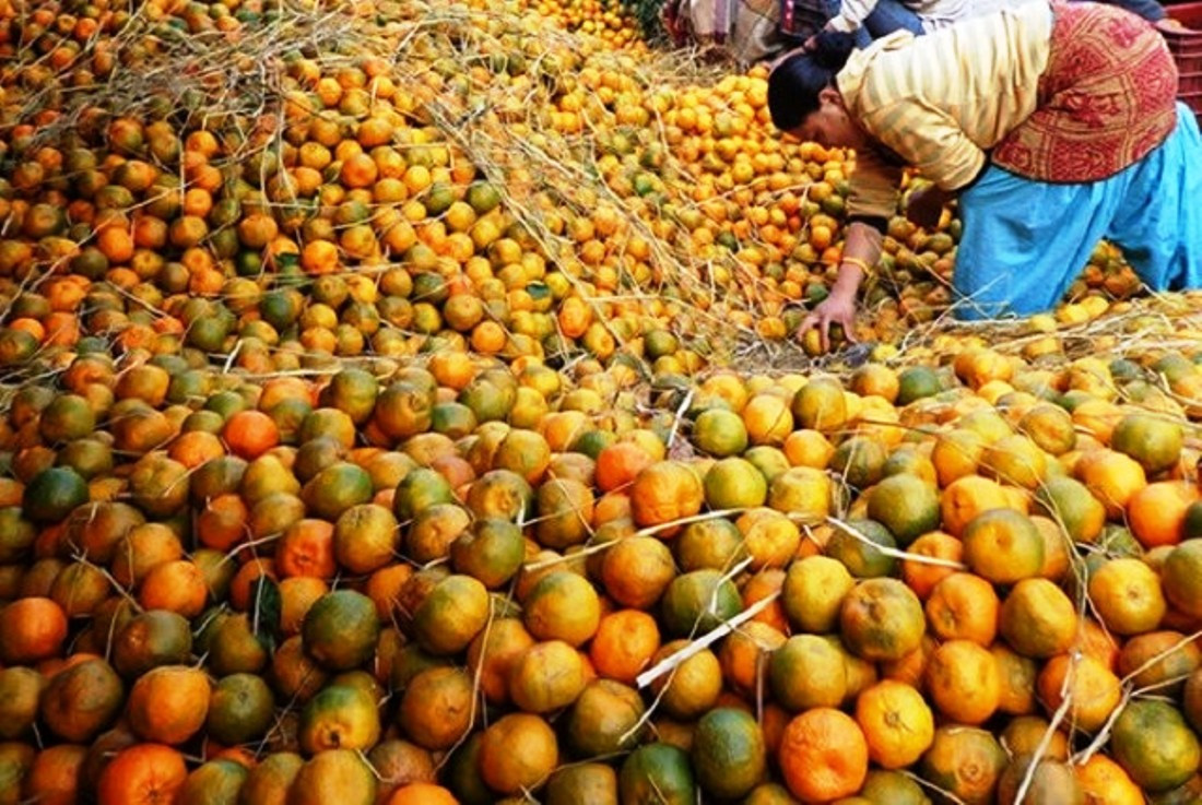 रुकुम (पूर्व) मा सुन्तला उत्पादन ३५ प्रतिशतले बढ्यो