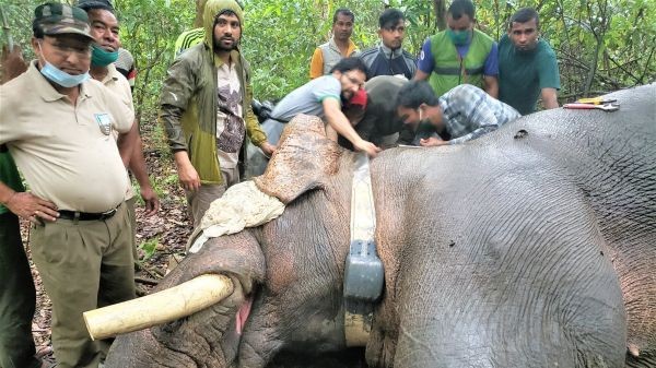 १५ जनाको ज्यान लिएको ‘ध्रुवे’ हात्तीलाई रेडियोकलर जडान