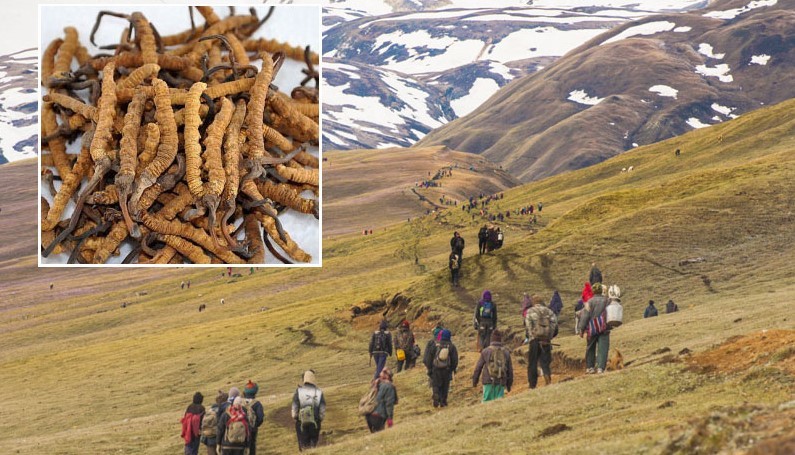 कर्णालीमा यार्सागुम्बा टिप्न नपाएपछि राहतको माग