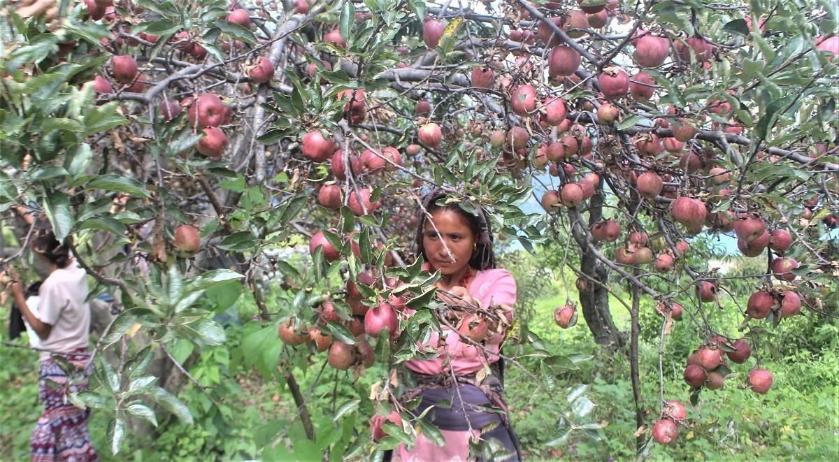 गहुँ–जौको सट्टामा जुम्लाका कृषकहरु स्याउखेती गदैं