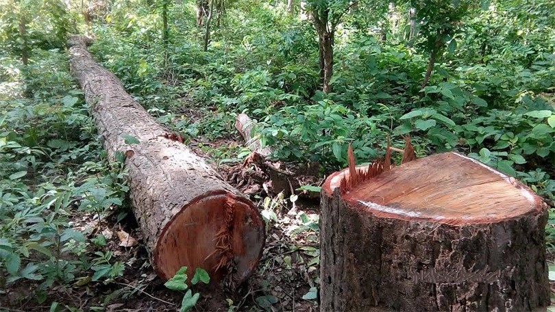 अनुमतिबिना काठ कटानदेखि वन फाँडेर घरटहरा