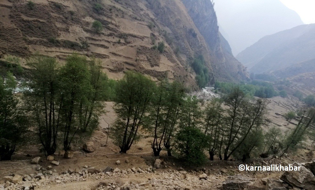 कुलो मर्मत नहुँदा हुम्लामा चालीस रोपनी धान रोप्ने खेत बाँझै