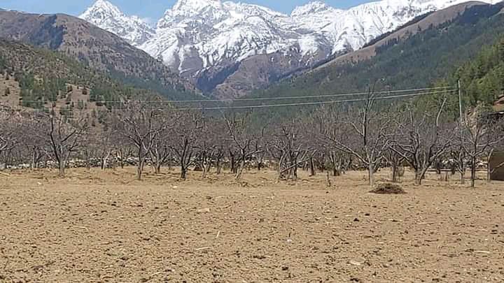 पातारासी हिमालको काखमा स्याउ बगैँचा