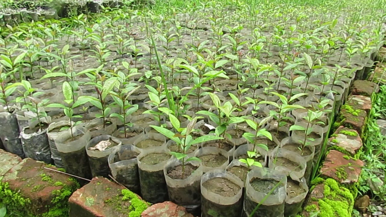 यस वर्ष तनहुँमा छ लाख २५ हजार बिरुवा उत्पादन