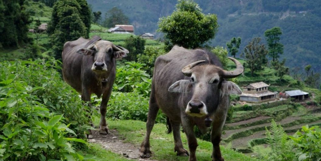 बागचौर नगरपालिकाद्धारा उन्नत जातको भैंसी वितरण