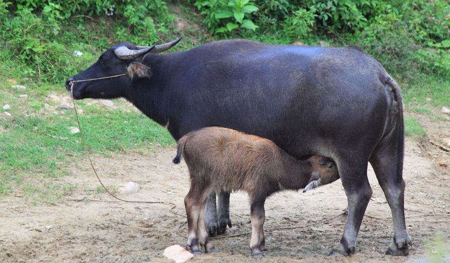 जुम्लाका किसानलाई दुहुना भैँसी