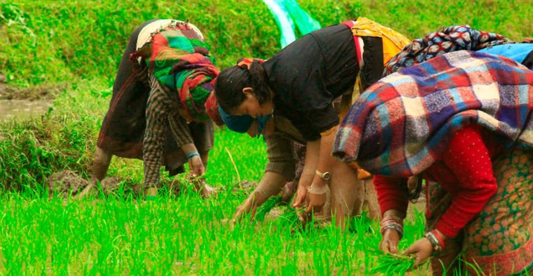 मानो रोपेर मूरी उब्जाउने दिन