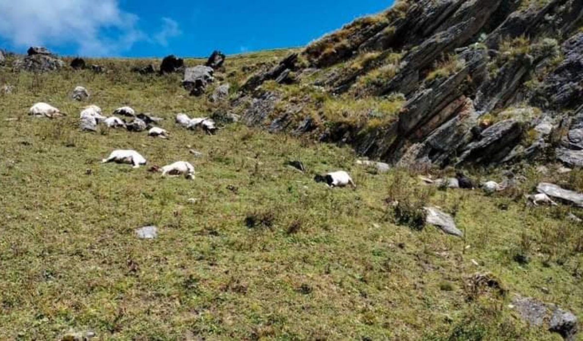 जुम्लामा चट्याङ लागेर ४० भेडा मरे