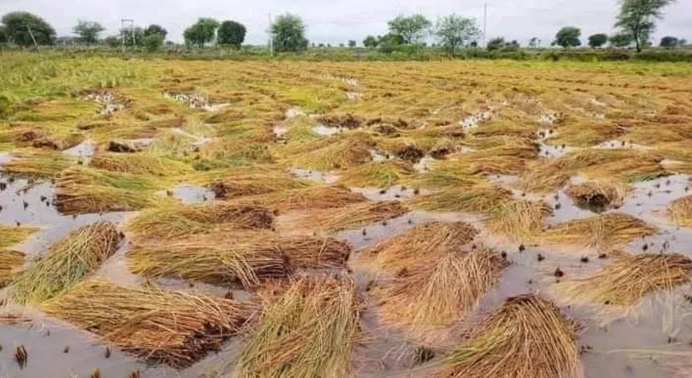 कालिकोटमा धानबाली पीडितलाई राहत दिइने