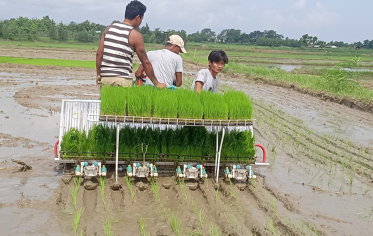 मेसिनबाट धान रोप्ने कार्यक्रम सम्पन्न 