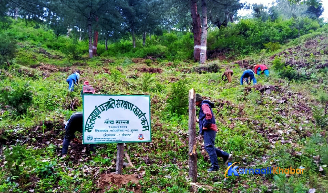 सामुदायिक वनमा लौठसल्लोको वृक्षारोपण