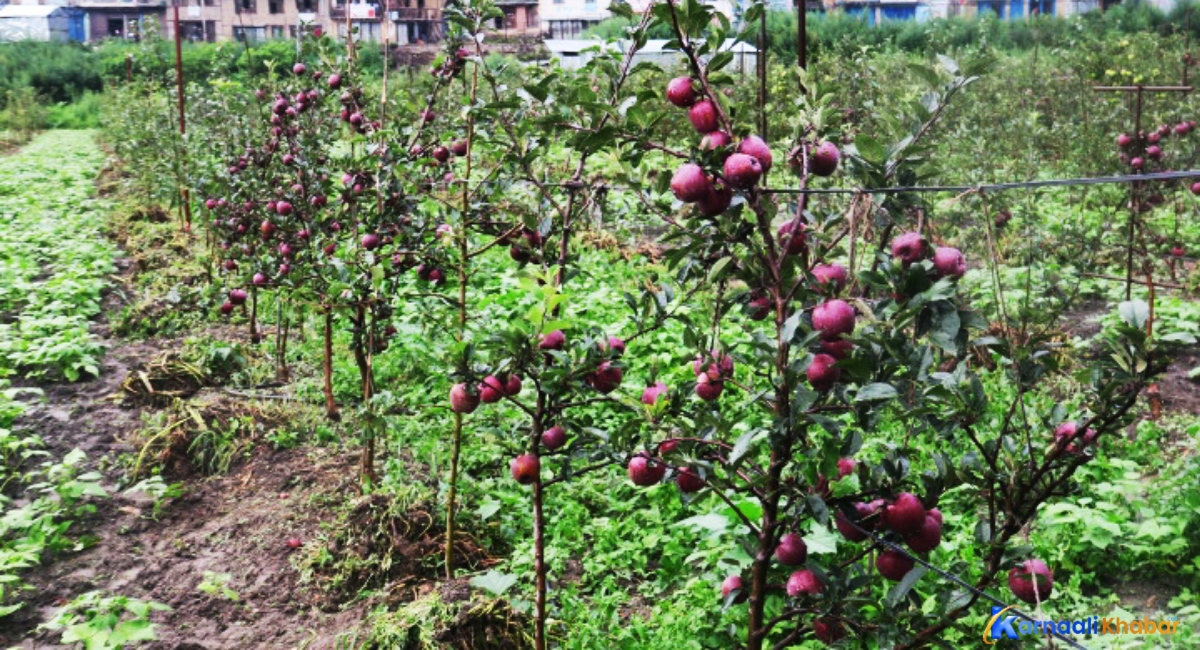 जुम्लामा काँचो स्याउ बिक्री  