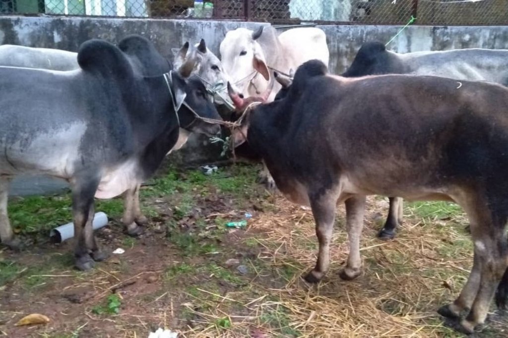 गाईगोरु पाल्नेलाई अनुदान