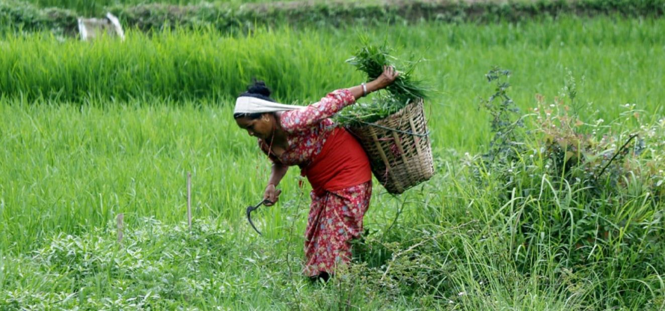 एक भारी घाँसकै लागि आधा दिन