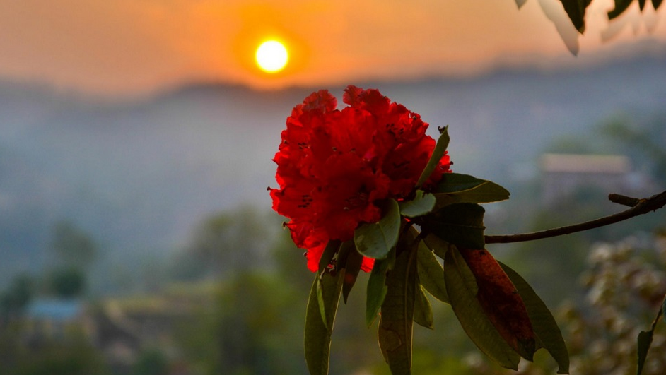 ११ प्रजातिका लालीगुराँसका बिरुवा रोपण