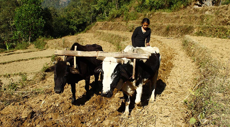 कर्णालीका किसानले हल गोरु पाल्नै छाडे 