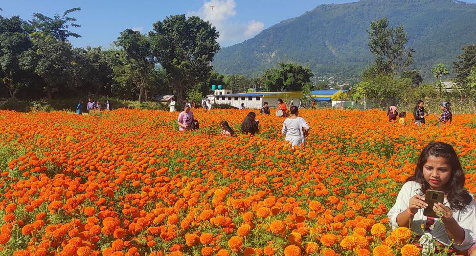 इन्द्रजितको बगैँचामा फुल्यो तिहारको सयपत्री