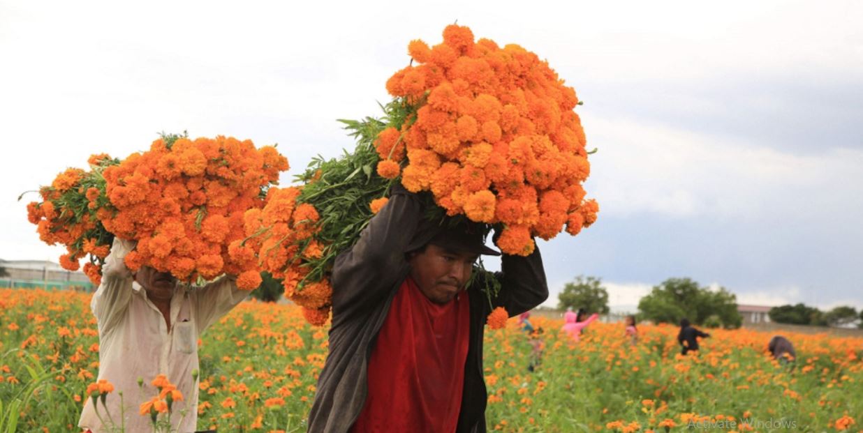 भारतीय मालाले ‘मखमली र सयपत्री’ओझेलमा