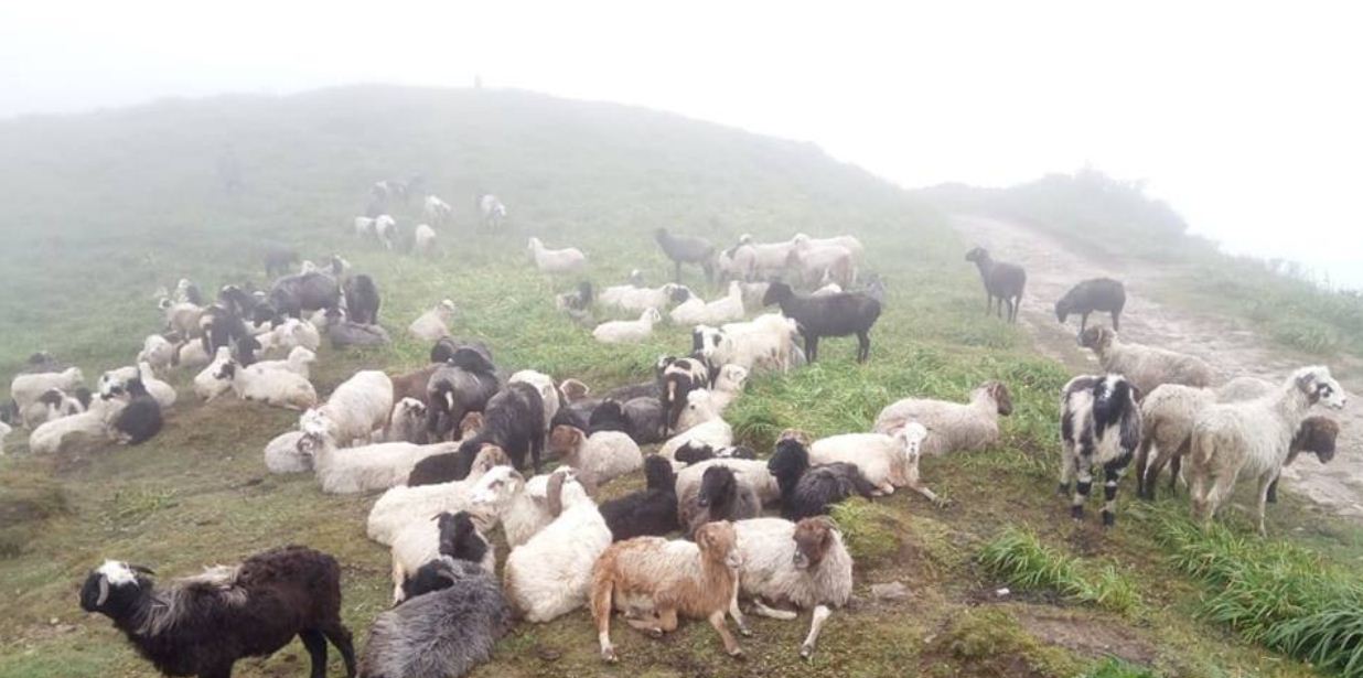 संकटमा गुरुङ समुदायको पुर्ख्यौली व्यवसाय 