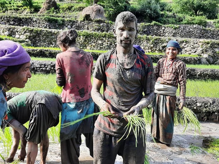 हुम्लामा ९० प्रतिशत रोपाइँ सम्पन्न 