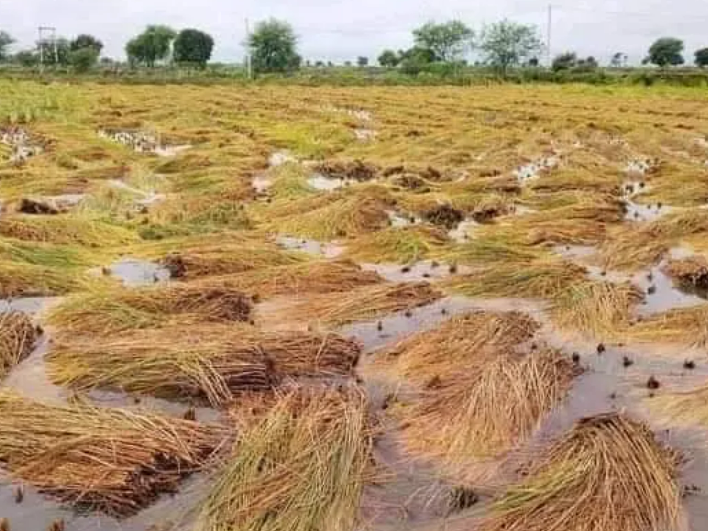 कालिकोटमा धानबाली पीडितलाई राहत दिइने