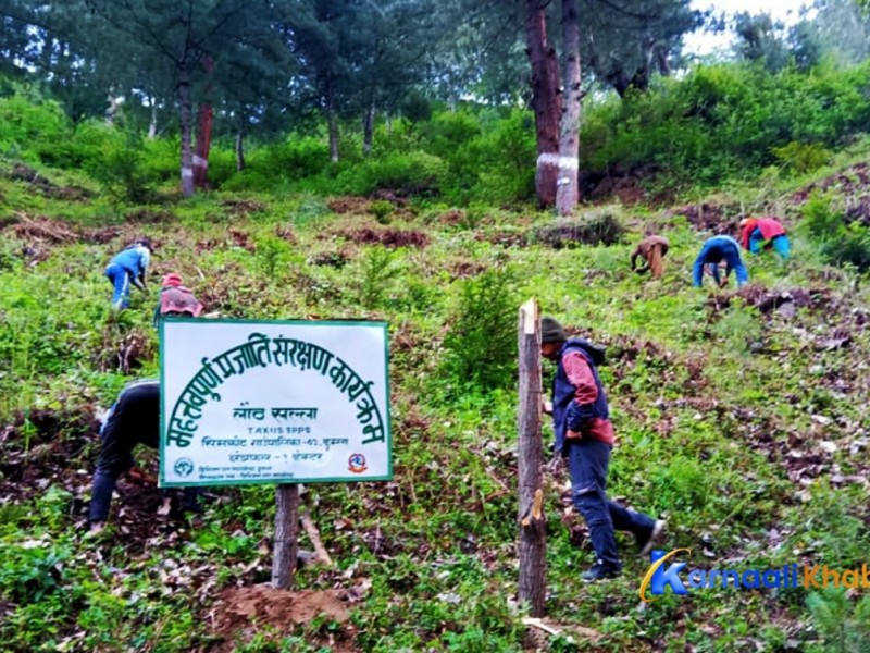 सामुदायिक वनमा लौठसल्लोको वृक्षारोपण