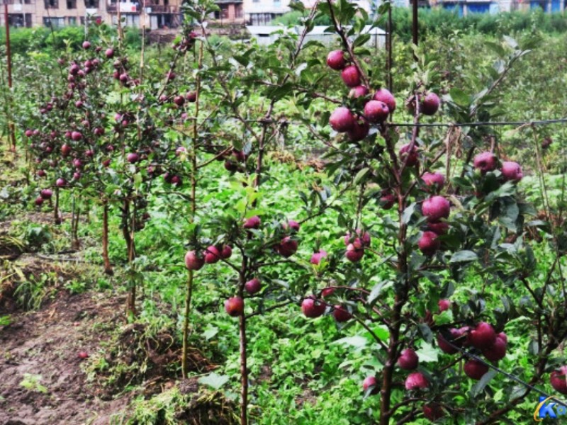 जुम्लामा काँचो स्याउ बिक्री  