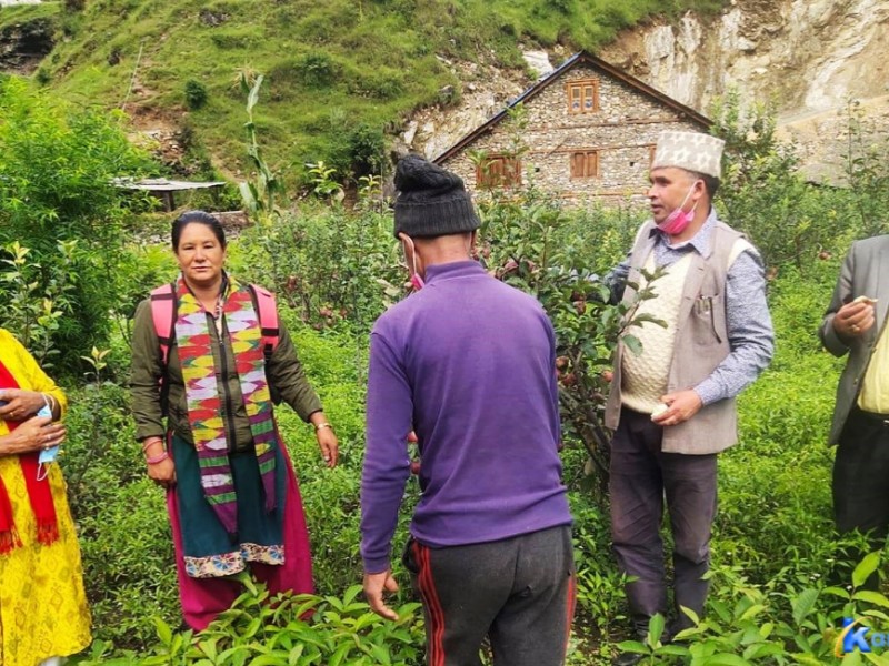 ओखर खेतीको आम्दानीले आत्मनिर्भरको बाटो