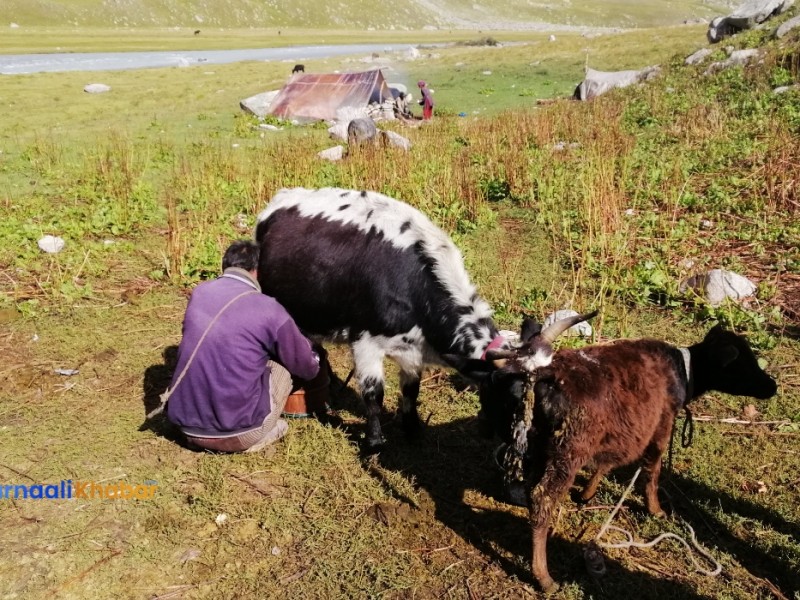 हुम्लामै दूध बिक्री गर्ने किसानलाई प्रोत्साहन अनुदान