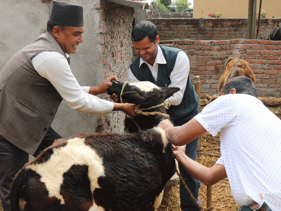 कास्कीभरिका पशुलाई खोप