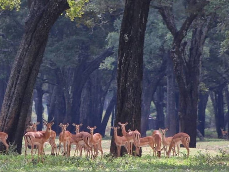 जीवन र मृत्यु परिपूरक बन्ने १० वन्यजन्तु फोटो 