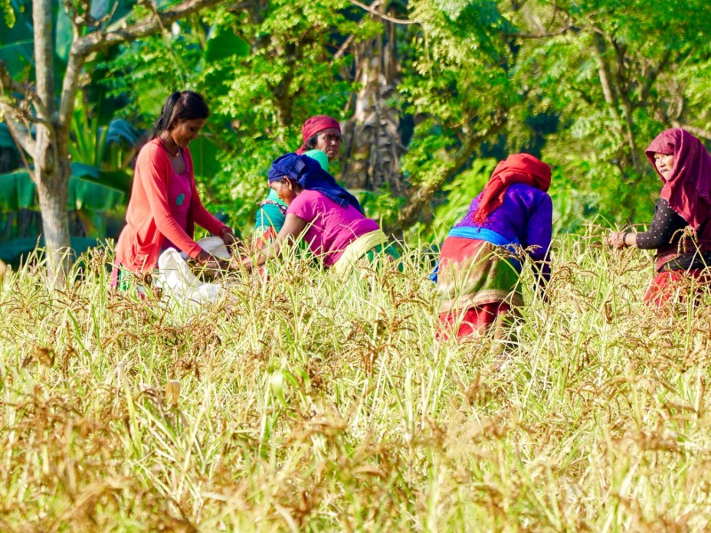 किसानलाई दशैँमा पनि खेतबारीकै बढी चिन्ता