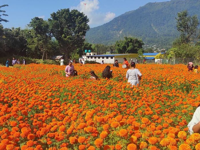 तिहारमा एउटै किसानले बेचे सात लाखको सयपत्री