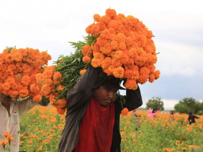 सयपत्री बेचेर ८ लाख रुपैयाँ आम्दानी 