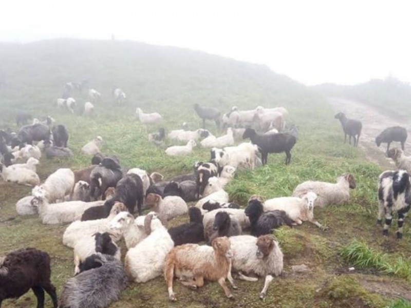 संकटमा गुरुङ समुदायको पुर्ख्यौली व्यवसाय 