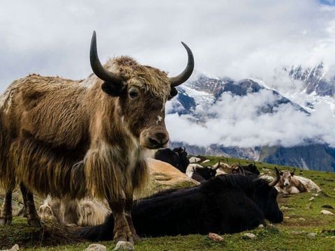 अज्ञात रोगले चौरी बिरामी पर्न थाले