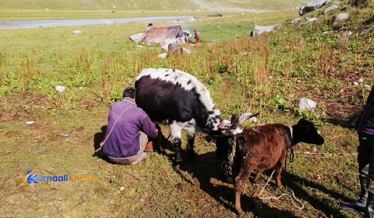 हुम्लामै दूध बिक्री गर्ने किसानलाई प्रोत्साहन अनुदान